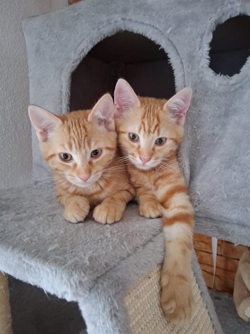 Simba und Milo
